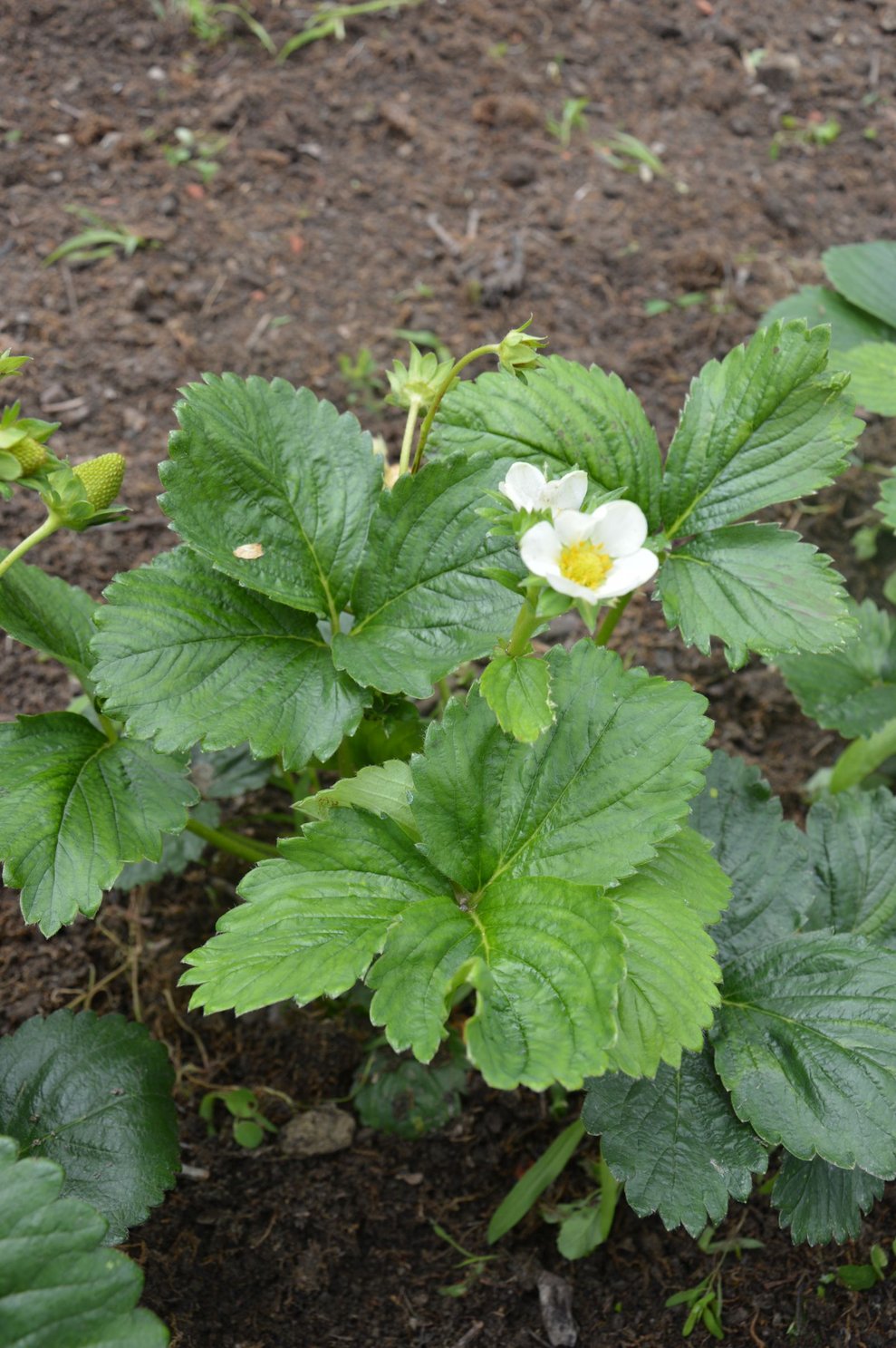 Walderdbeeren 