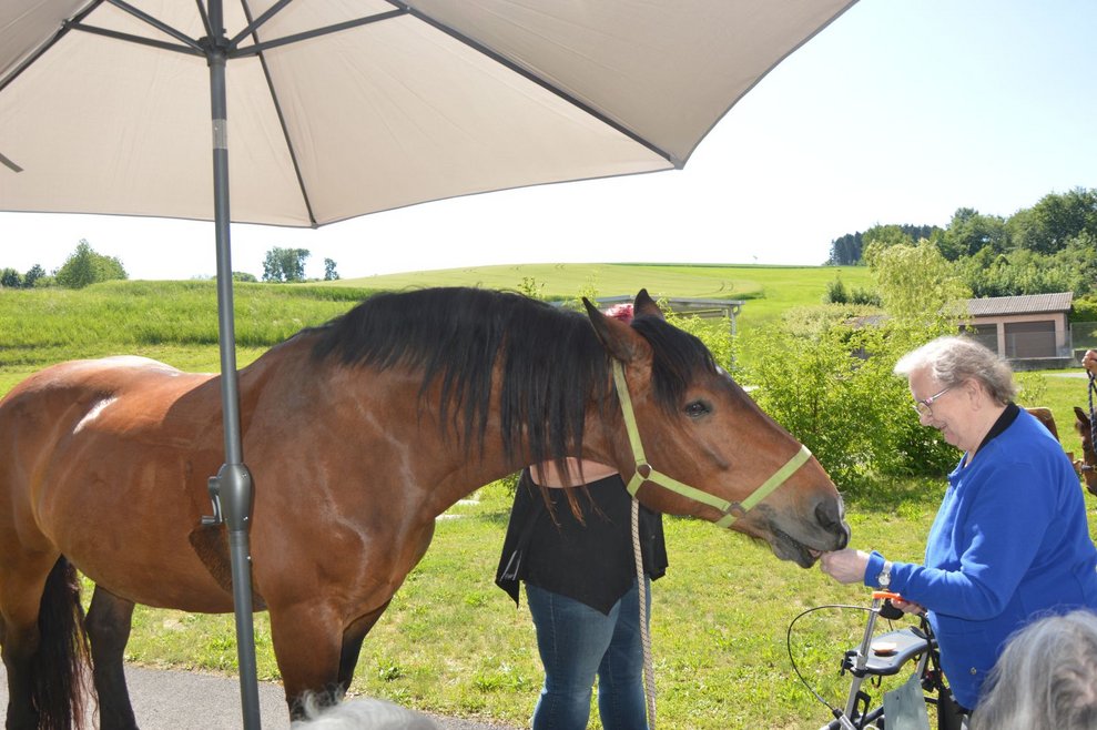Pferd wird gefüttert