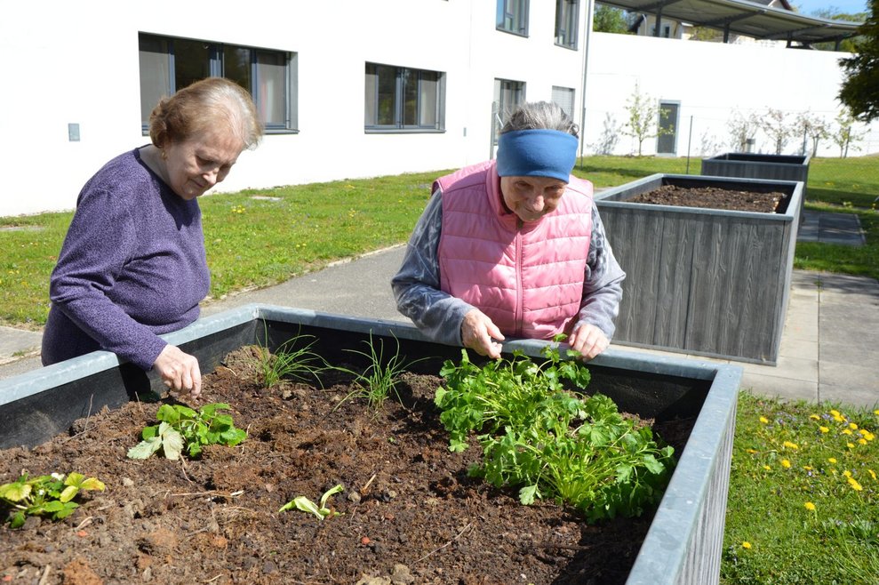 Bewohnerinnen setzen das Gemüse in die Beete