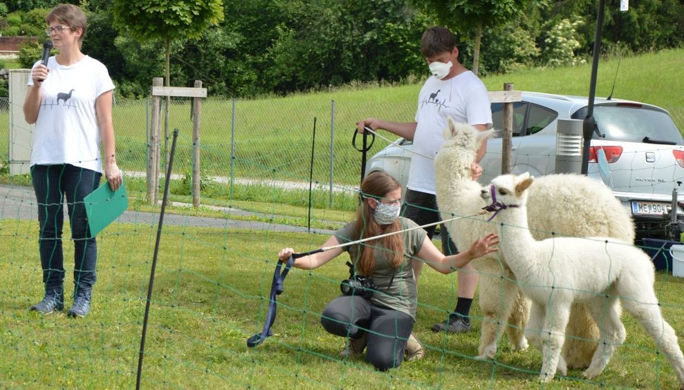 Personen stehen neben einem Alpaka