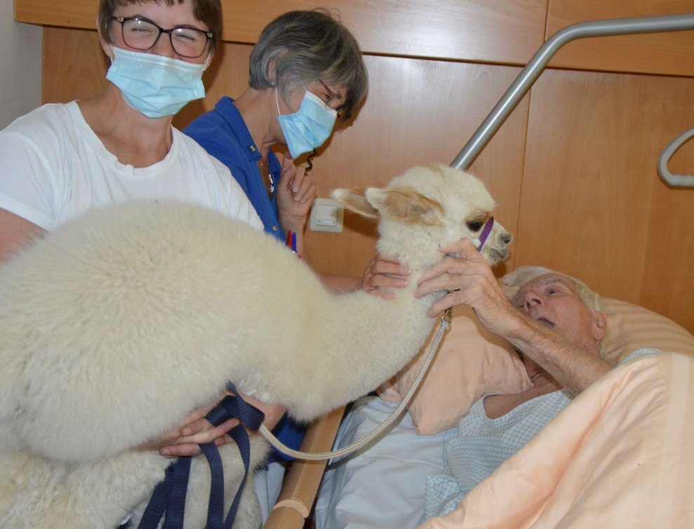 Bewohnerin und BetreuerInnen mit Alpakas