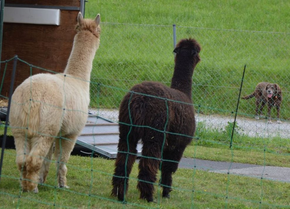 Alpakas
