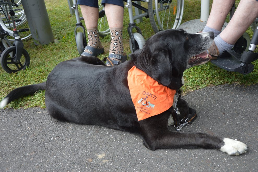 Therapiehund ging es richtig gut bei uns