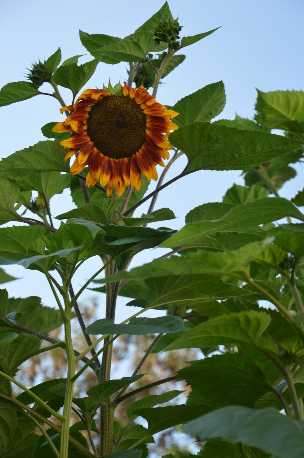 Sonnenblumen