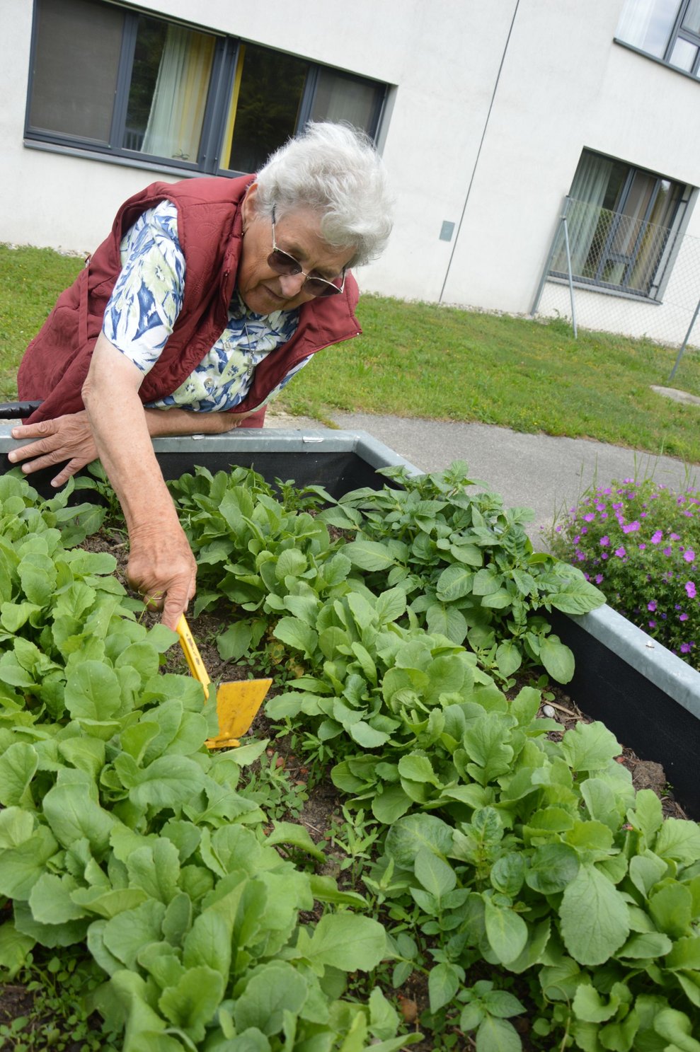 Bewohnerin beim Beet