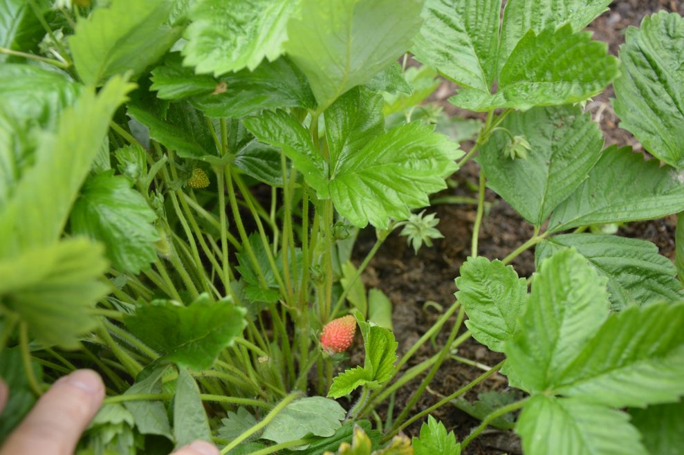 Walderdbeeren