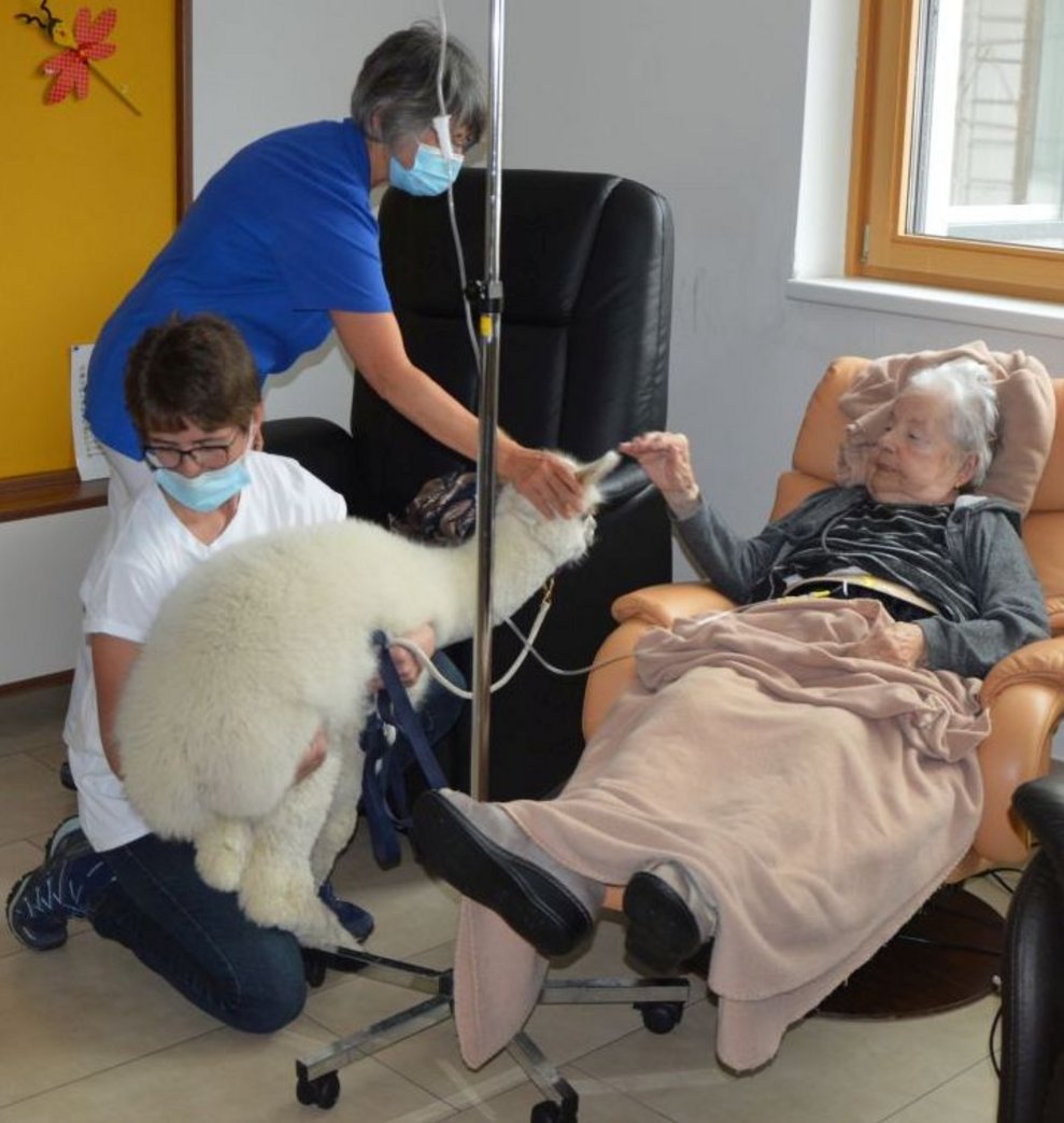 Bewohnerin und BetreuerInnen mit Alpakas