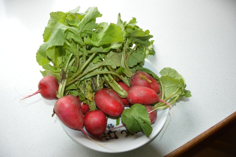 Radieschen